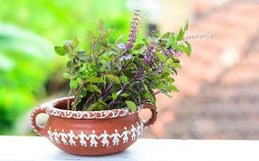 क्या संकेत देता है तुलसी का मुरझाया पौधा ?