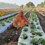 कड़कनाथ के इलाके में स्ट्रॉबेरी की मिठास