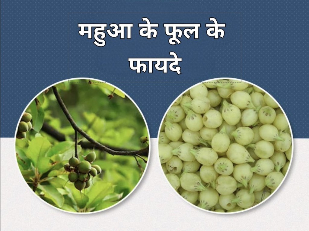 महुआ के फूल के फायदे ही फायदे