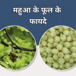 महुआ के फूल के फायदे ही फायदे